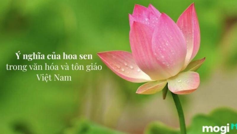Một bông hoa Sen trắng tinh khiết nổi bật trên nền lá xanh, thể hiện sự trong sáng, kiên cường và vẻ đẹp nội tâm của cung Cự Giải